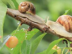 snails on a branch Stock Footage