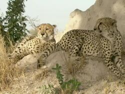 MS Cheetahs resting on grassy patch of termite mound / Okavango Delta, North West District, Botswana Stock Footage