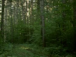 A forest with many trees Stock Footage