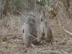Baboons and young, grooming, MS, Tanzania Stock Footage