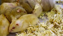 white mouse Stock Footage