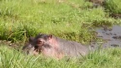 Beautiful and Luck Hippo Stock Footage