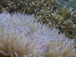 Clown fish and anemone, Southern Visayas, Philippines Stock Footage