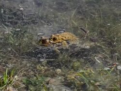 Frog's love Stock Footage