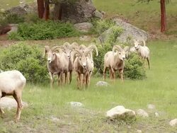 MS Shot of Bighorn rams walk into camera lens / Estes Park, Colorado, United States Stock Footage