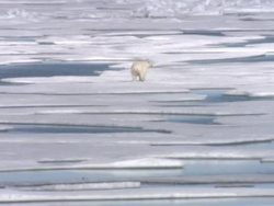 Polar Bear walking across Arctic Ice Floes News Clip