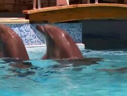 Curious Dolphin Stock Footage