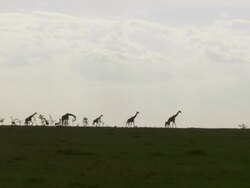 WS Giraffes and gazelle's walking in distance / Tanzania Stock Footage