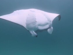 MS Manta ray barrel rolling / Hanifaru, Baa Atoll, Maldives    Stock Footage