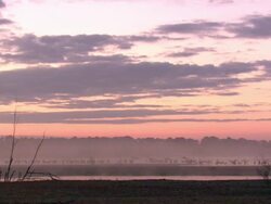 European Cranes (Grus grus), North East Extremadura in Dehesa. The cranes migrate south in winter from Scandinavia and Northern Europe to Spain and roost in large numbers mainly on lake shores. They feed in the dehesas on acorns and invertebrates. Stock Footage