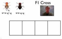 Linked Genes Instructional Video
