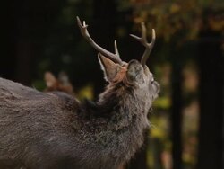 Kinkazan island Sika Deer, Cervus nippon, Japan Stock Footage