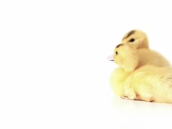 Duckling Stock Footage