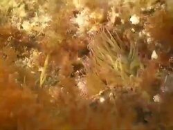 Anemone and crab HD Stock Footage