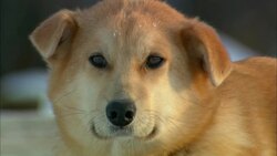 A dog pants in the snow. Stock Footage