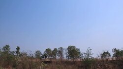 Moving of dust from Car racing in the forest Stock Footage