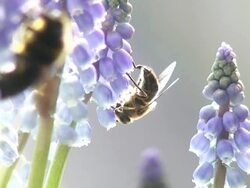 Grape hyacinth and insects Stock Footage