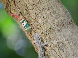 Fulgora candelaria Linnaeus Stock Footage