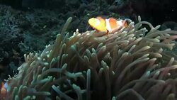 Cute Clownfish Nemo family undersea, Indonesia Stock Footage