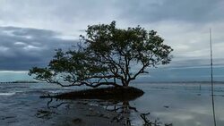 Tree with Spring Tides Time-lapse Stock Footage