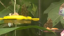 Butterflies at Twycross Zoo News Clip