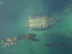 Manatee swim by, Florida, North Atlantic Ocean  Stock Footage