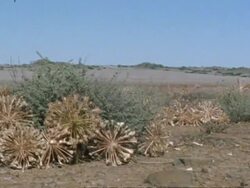 Tumbleweed (Brunsvigia bosmaniae) rolling, pile up, Namaqualand, South Africa Stock Footage