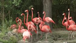 With plenty of honking, flapping, and fluttering, more than three dozen Caribbean flamingos at Zoo Miami were rounded up today as the iconic exhibit was closed for renovations. (April 17) News Clip