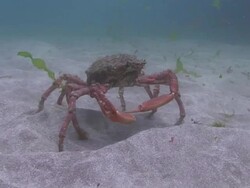 Spider Crab Stock Footage