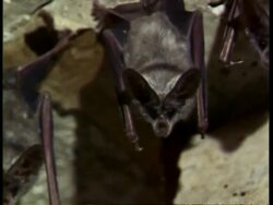 CU Pallid Bat, Antrozous pallidus, pan right across bats hanging on ceiling, parasitic bugs crawling on bats, USA Stock Footage