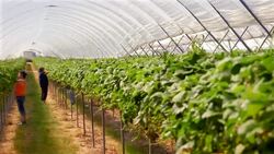 Female farm workers pick strawberries in poly tunnel. Stock Footage