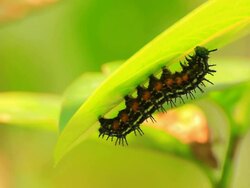 Caterpillar Stock Footage