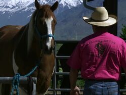 Slow motion handheld shot of a cowboy approaching and touching a skewbald horse Stock Footage