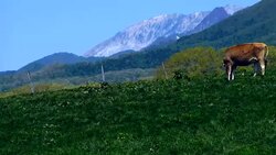 Two dairy cattle feeding green grasses in a farm Stock Footage