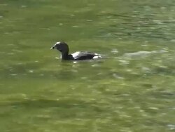 Pied-billed Grebe Montage Stock Footage
