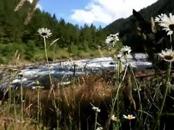 Riverside Daisies Stock Footage