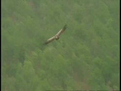 Indian Vulture (Gyps indicus) gliding over forest, Bandhavgarh National Park, India Stock Footage
