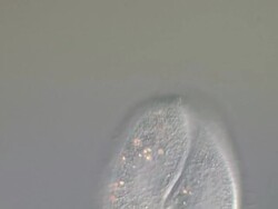 Ciliates conjugating Stock Footage