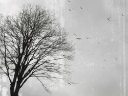 tree and birds HD Stock Footage