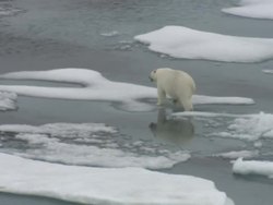 Polar Bear walking across Arctic Ice Floes News Clip