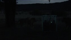 Lions investigate naturalists who sit inside a predator shield. Stock Footage