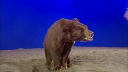 A black bear swipes at a human hand. Stock Footage