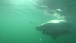 A great white shark swims near the surface of the ocean. Stock Footage