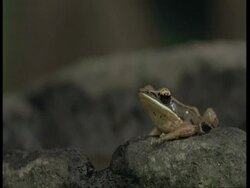 CU brown and black frog sat on a rock, Western Ghats, India Stock Footage