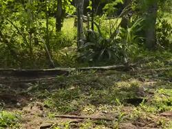 Deforestation for Agricultural Area Stock Footage