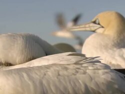 CU Shot of Cape gannet nesting and preening / Namaqualand, Northern Cape, South Africa Stock Footage