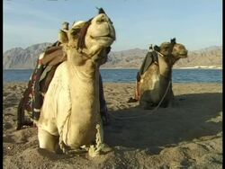 MS pair of camels sitting on sand next to waters edge, Egypt Stock Footage