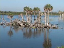 Wetlands Landscape Stock Footage