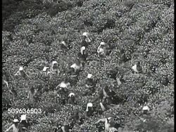 1940: EAST INDIES AGRICULTURE: HA WS Tea farm w/ mountains BG. VS Indonesian workers, mostly women in field picking, harvesting tea leaves by hand from plants. Women in warehouse packaging tea by hand. Instructional Video