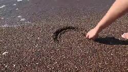 Woman drawing heart shape in sand Stock Footage